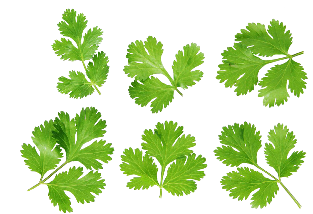 Coriander graphy Royalty- Leaves Stock Transparent PNG Image