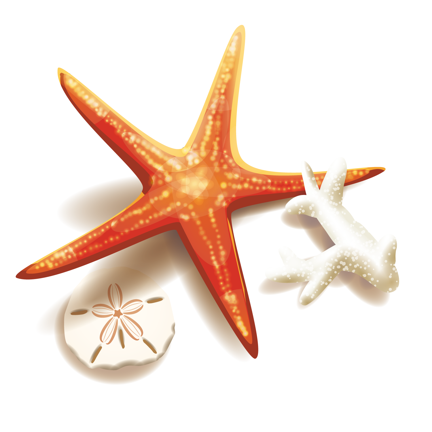 And Coral Starfish Illustration Stock Transparent PNG Image