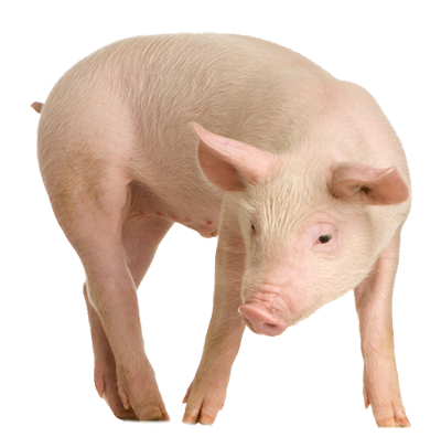 Pig Transparent PNG Image