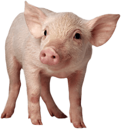 Pig Transparent PNG Image