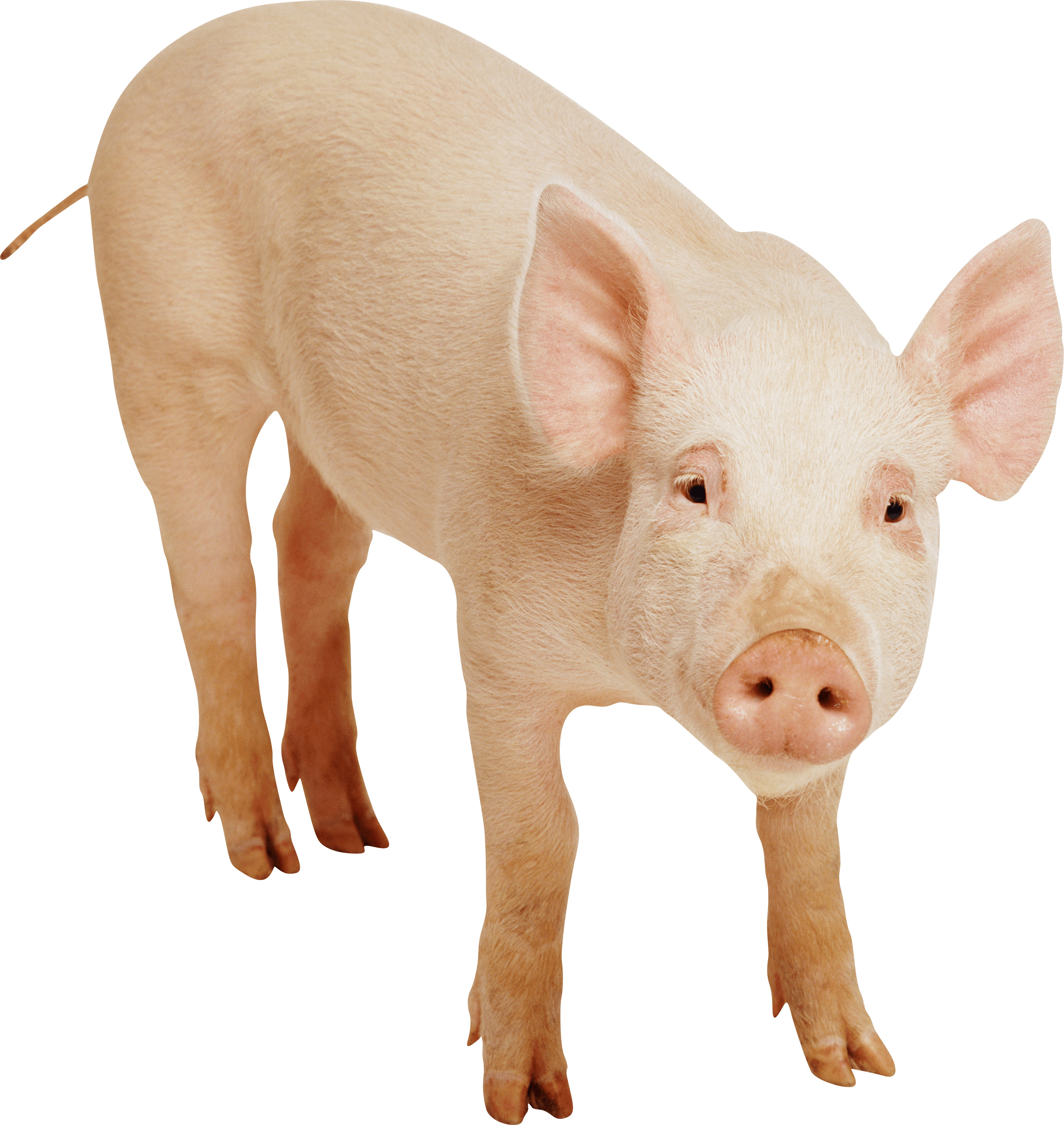 Pig Transparent PNG Image
