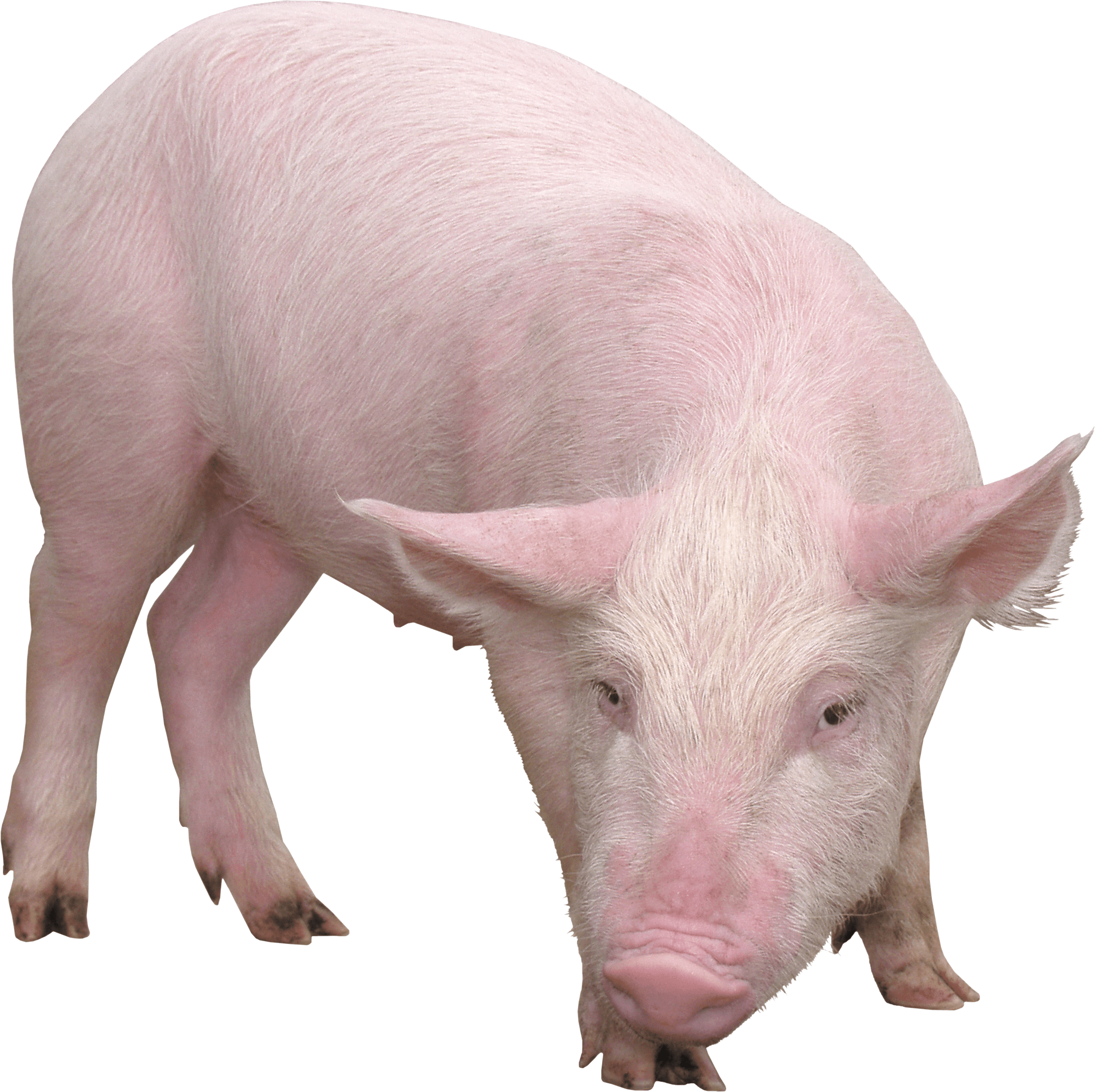 Pig Transparent PNG Image