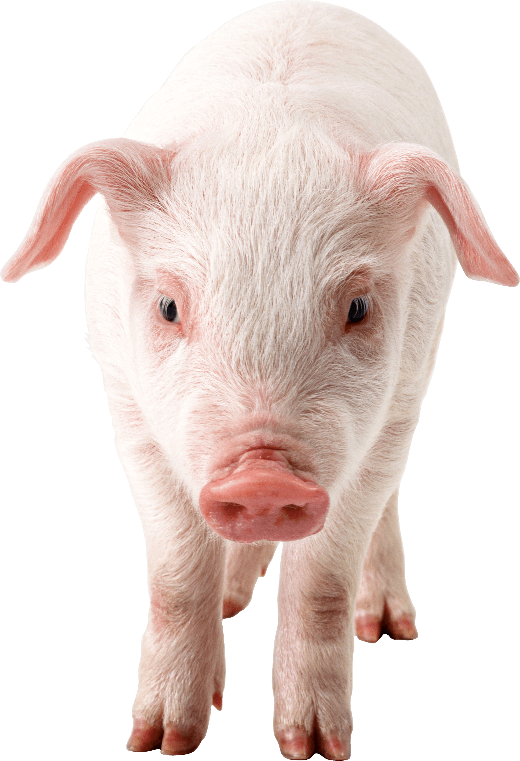 Pig Transparent PNG Image