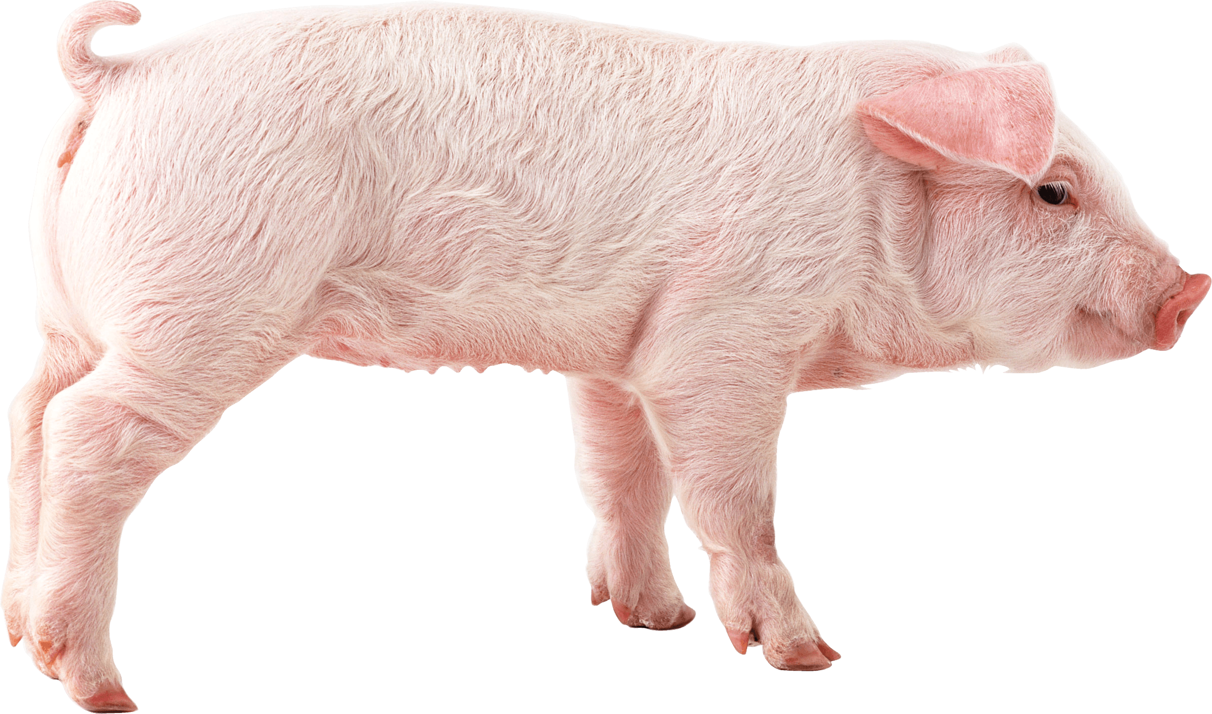 Pig Transparent PNG Image