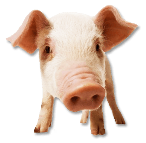 Pig Transparent PNG Image