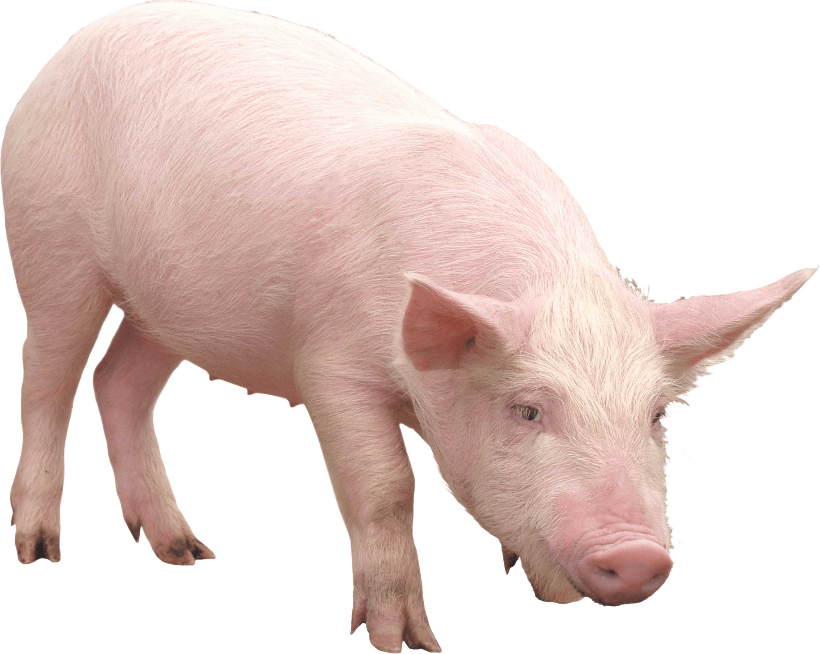 Pink Pig Transparent PNG Image