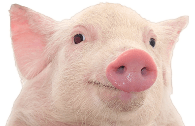 Pig Transparent PNG Image