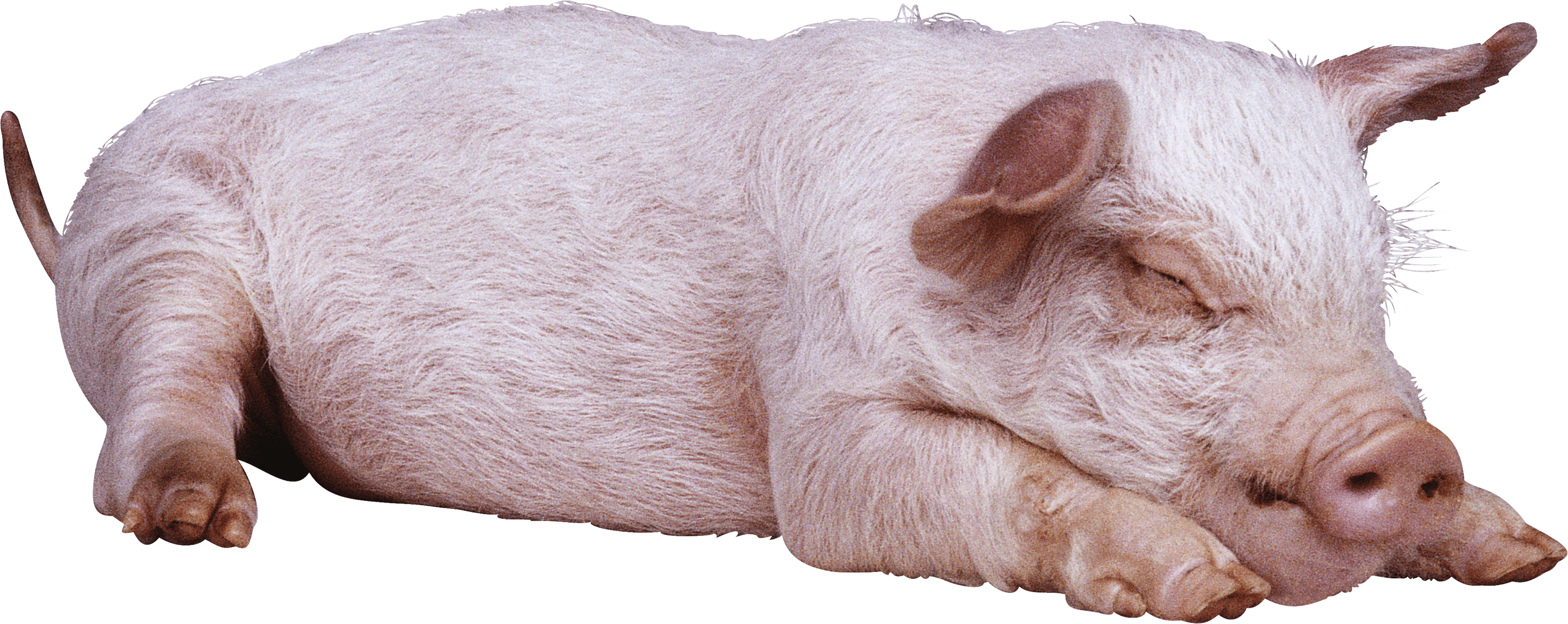 Sleeping Pig Transparent PNG Image