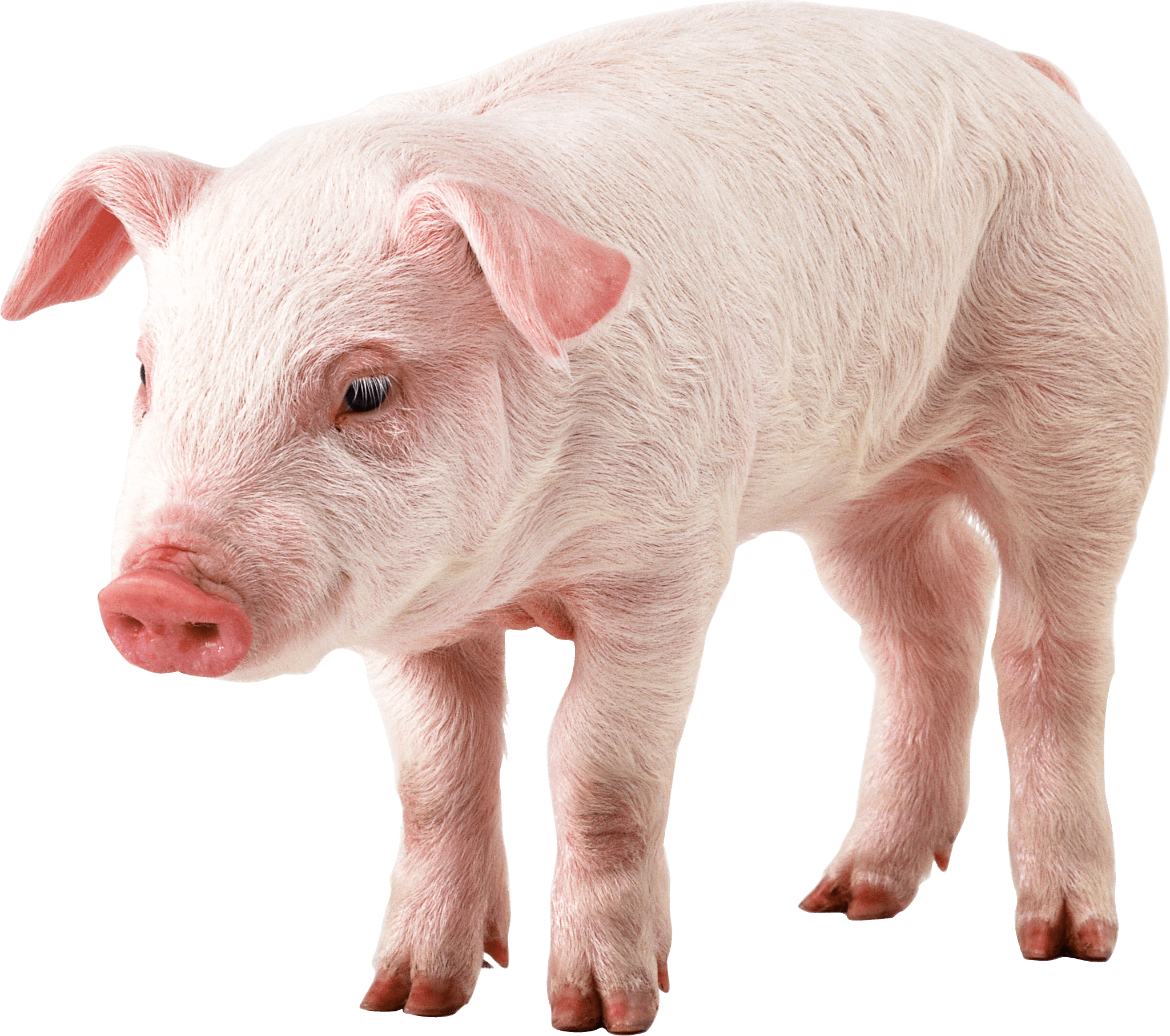Pig Transparent PNG Image