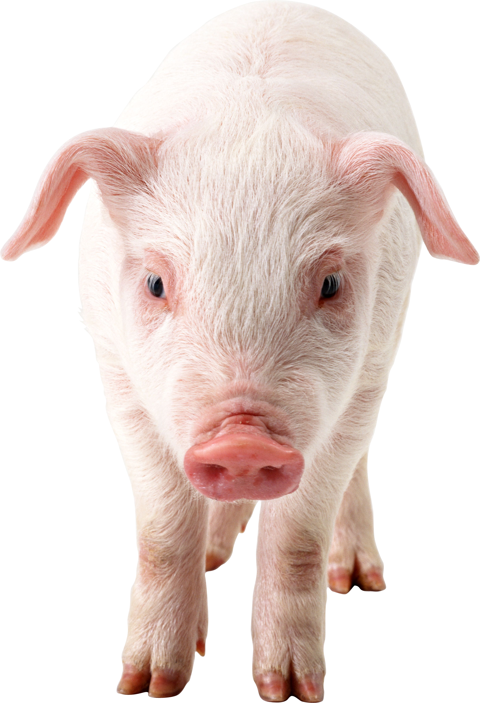 Pig Transparent PNG Image