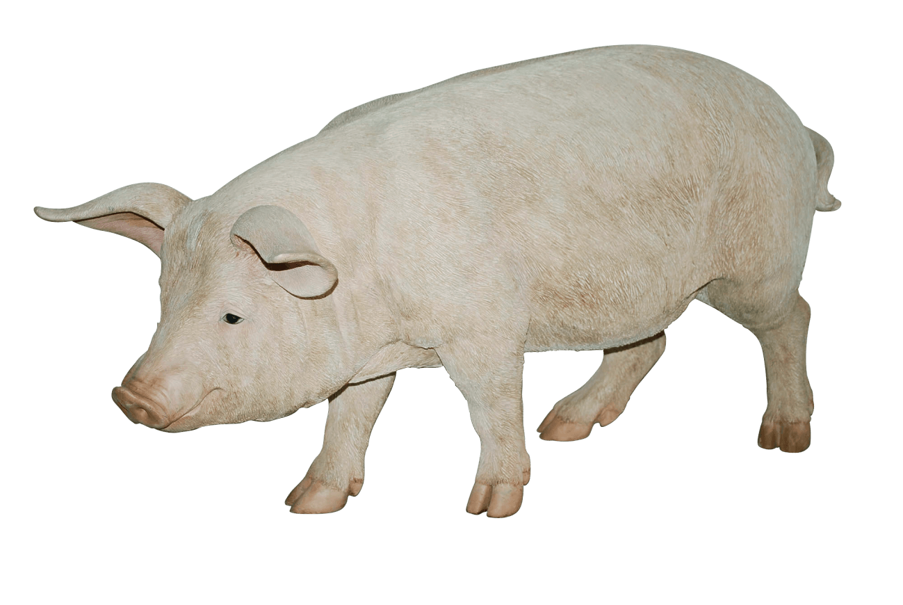 Pig Transparent PNG Image