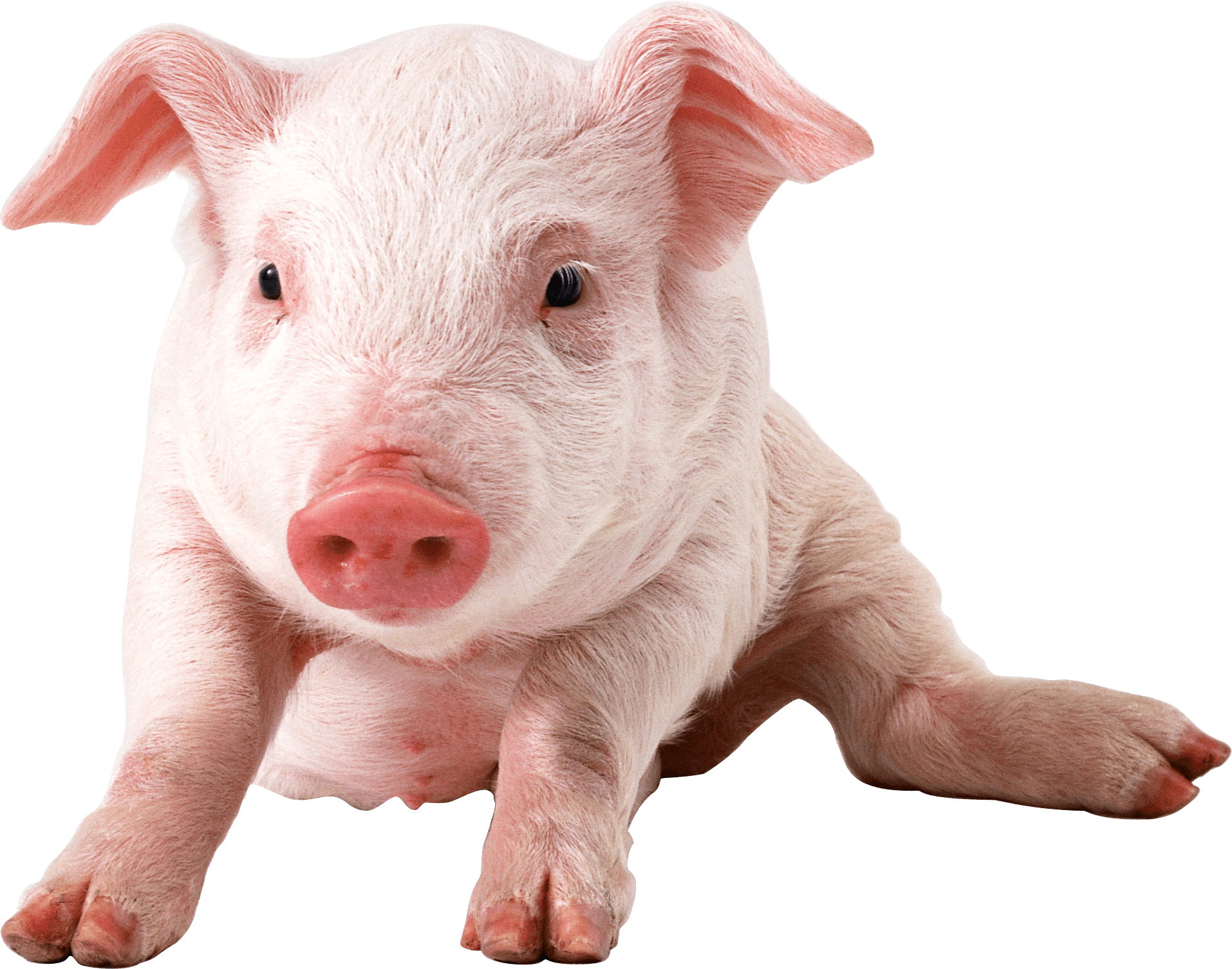 Pig Transparent PNG Image