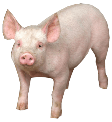 Pig Transparent PNG Image
