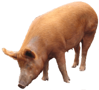 Pig Transparent PNG Image