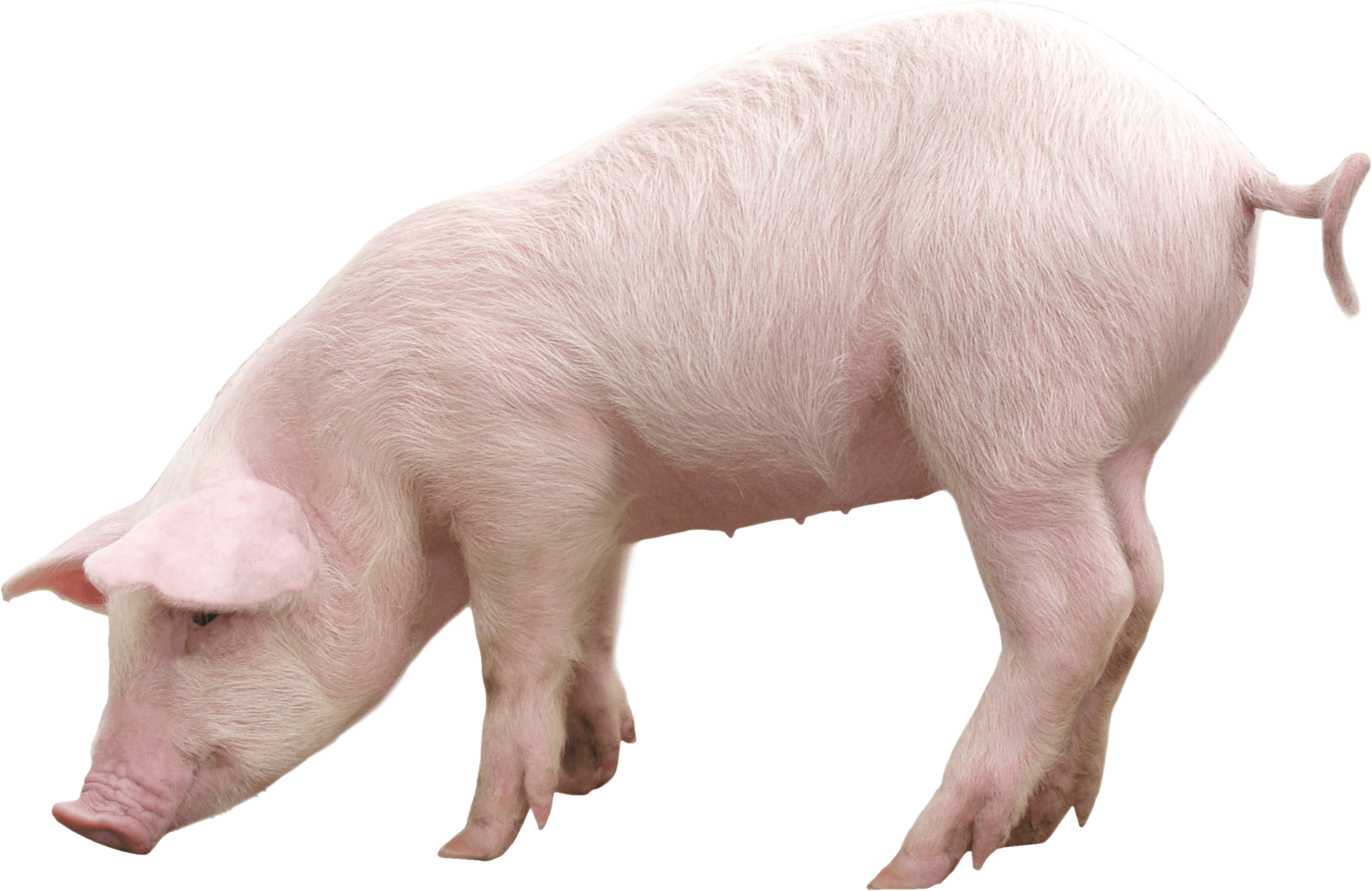 Pig Transparent PNG Image