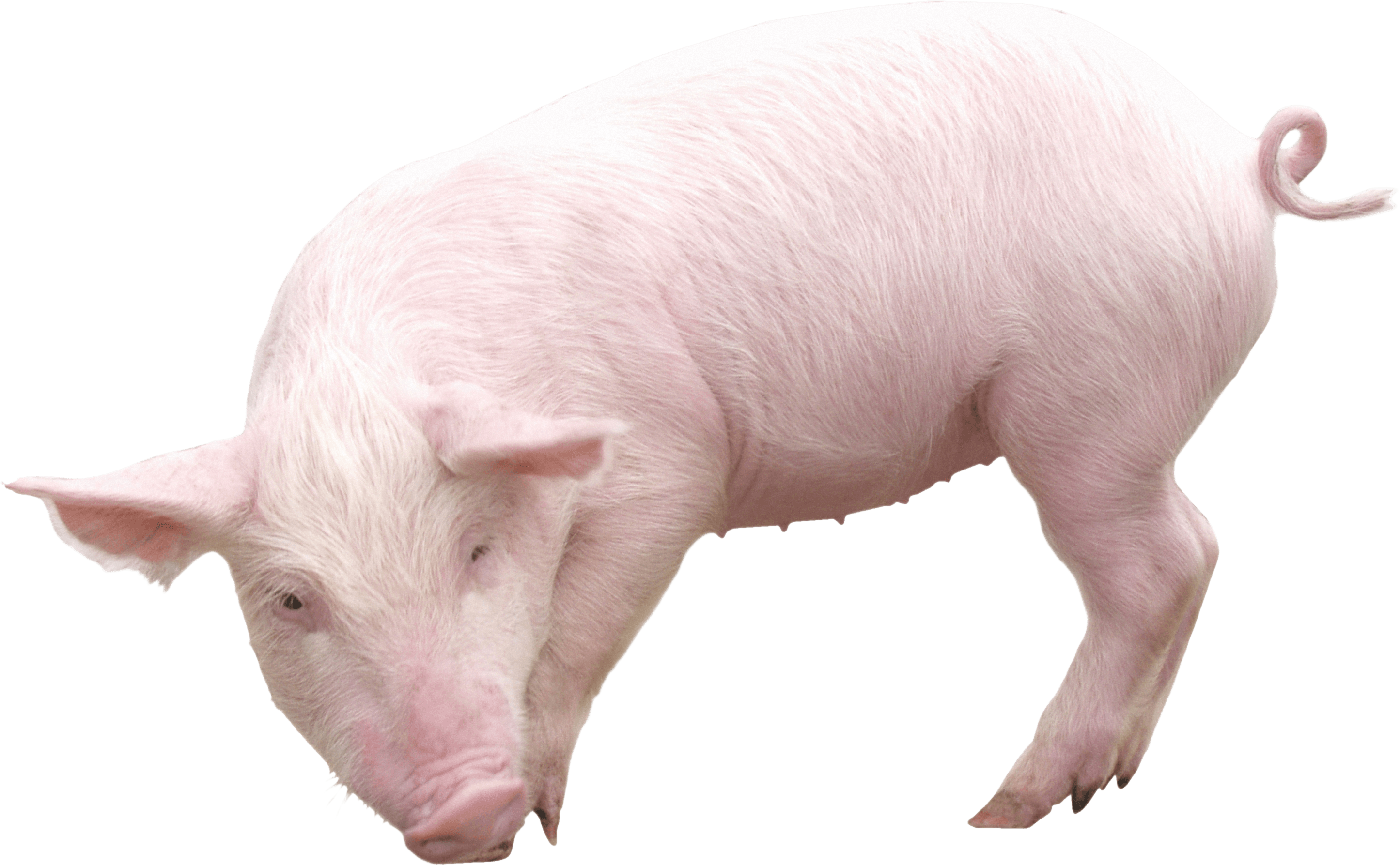 Pig Transparent PNG Image