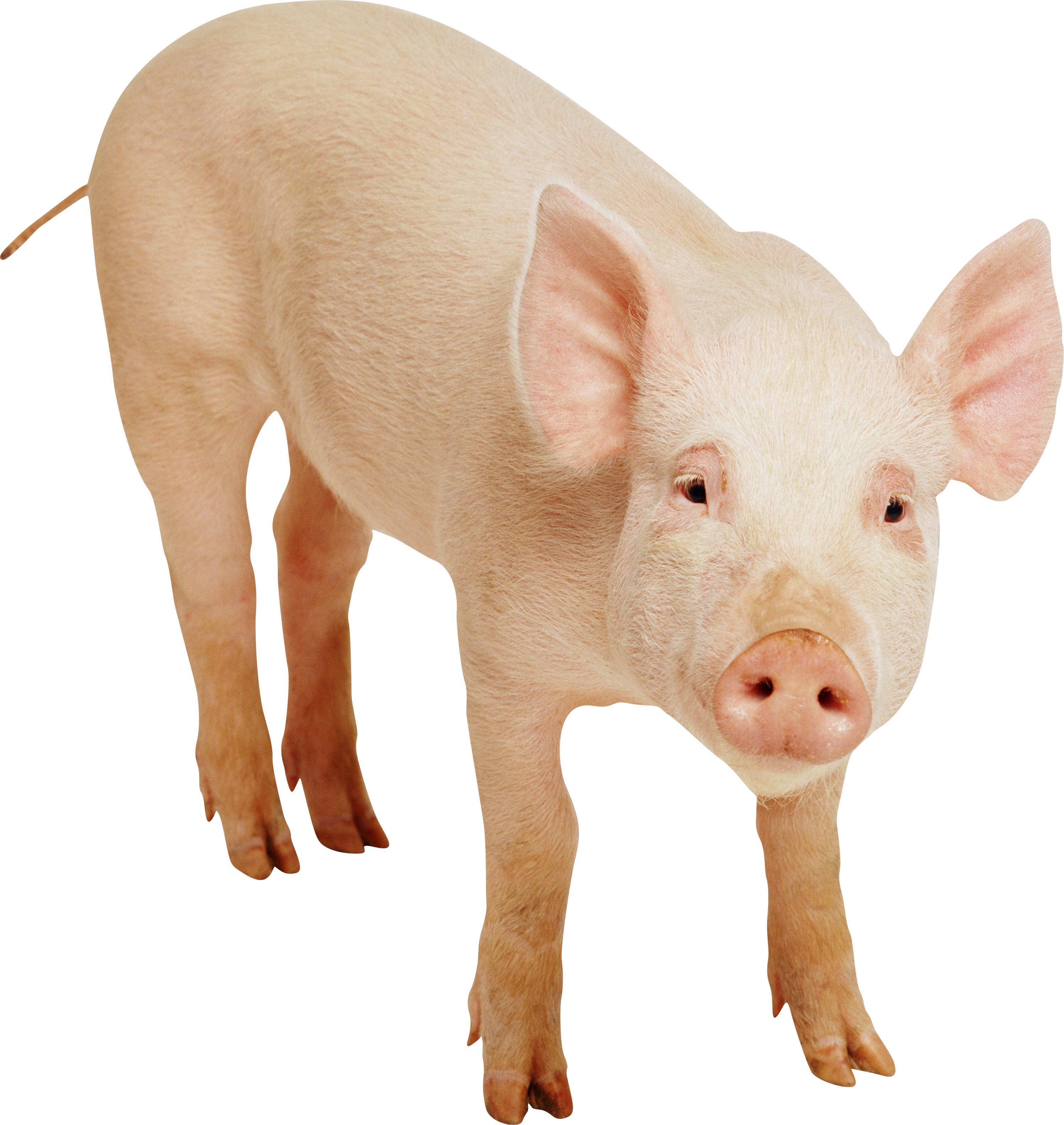 Pig Transparent PNG Image