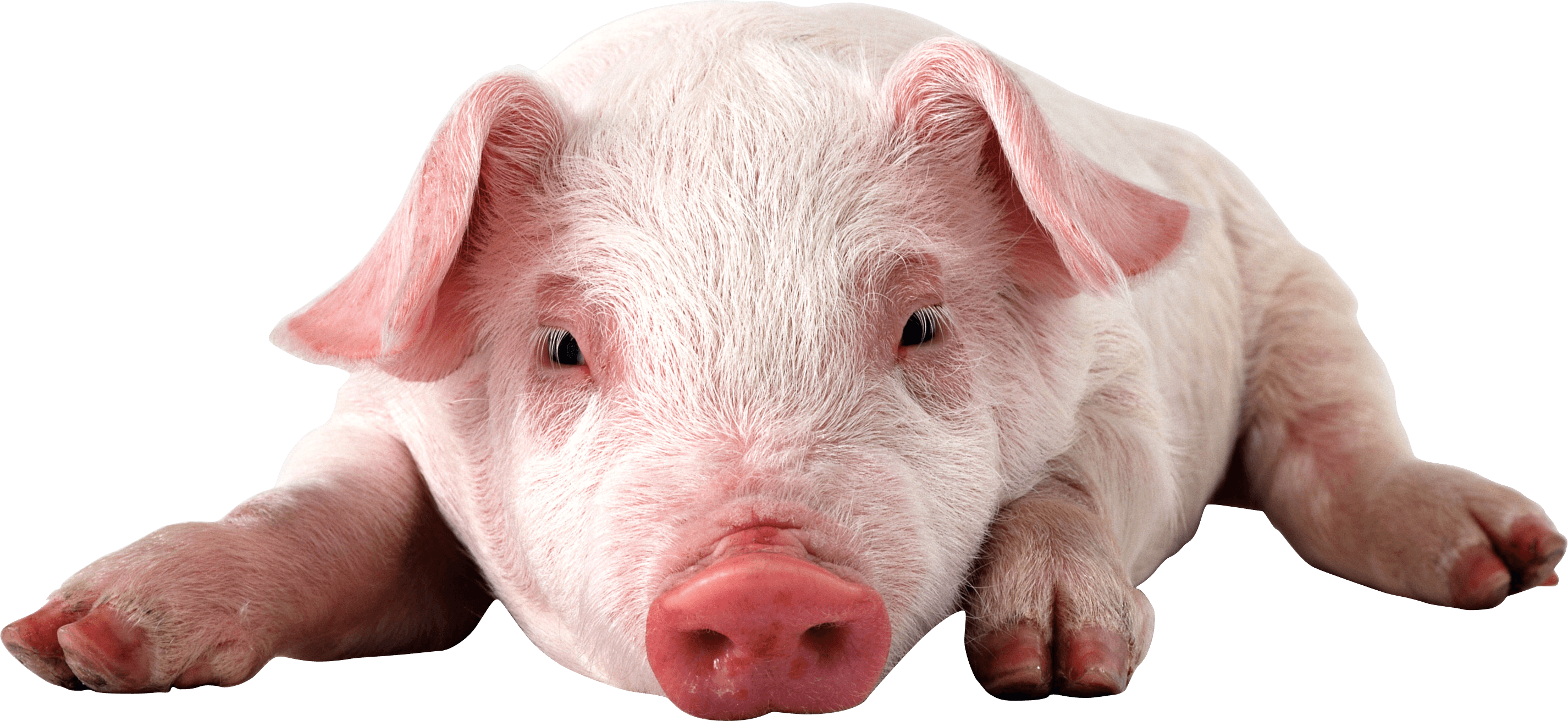 Pig Transparent PNG Image