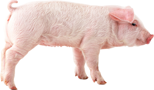 Pig Transparent PNG Image