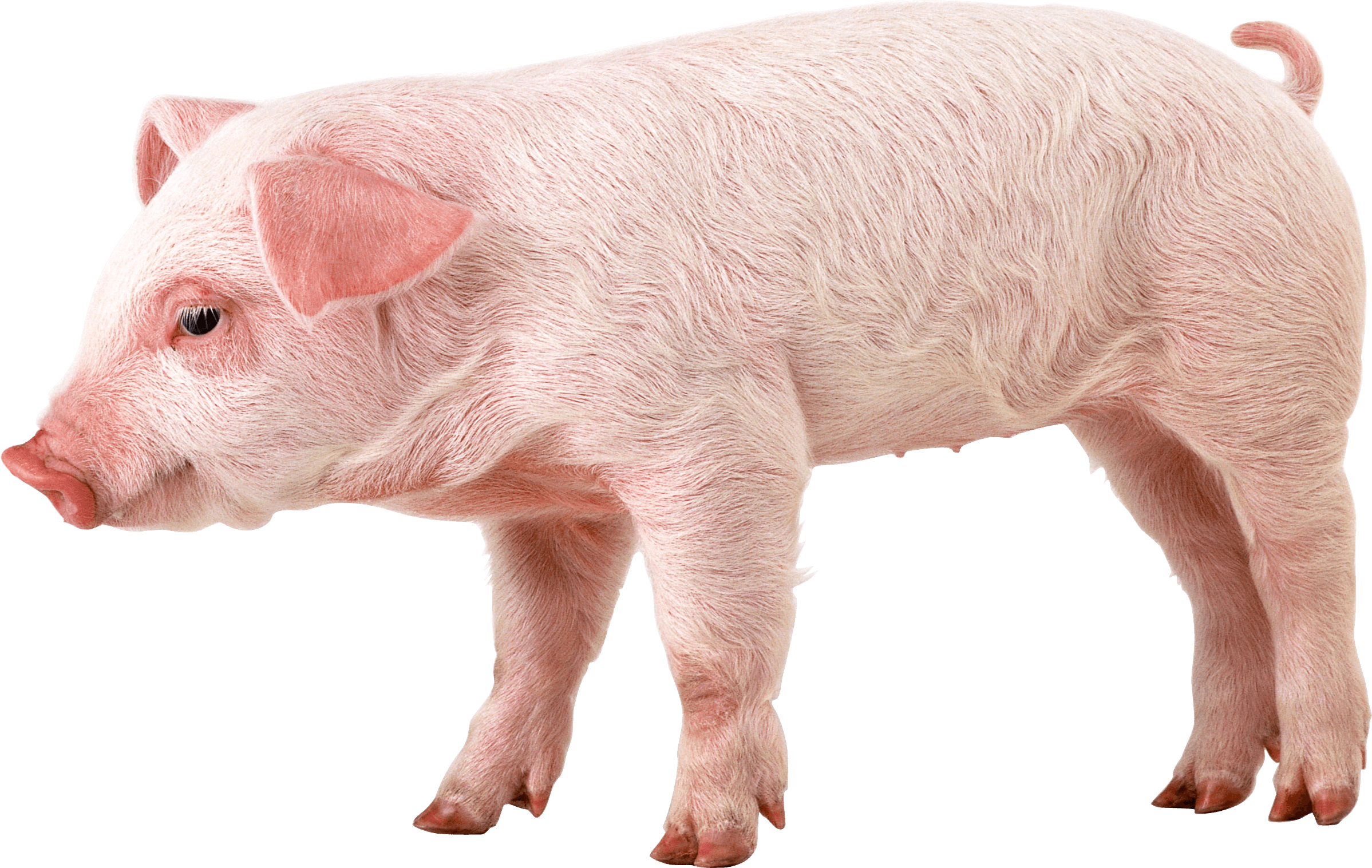 Pig Transparent PNG Image