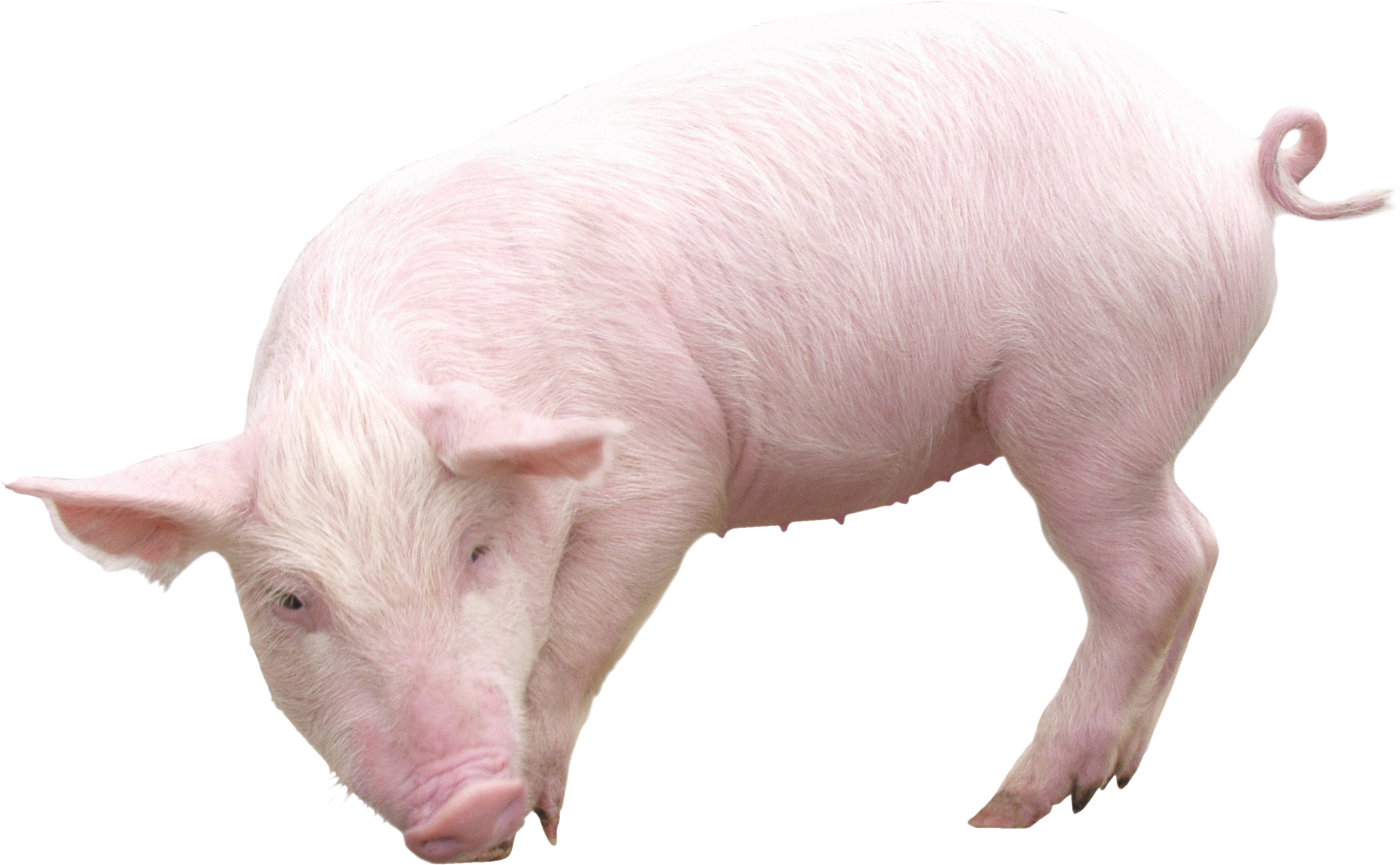 Pig Transparent PNG Image