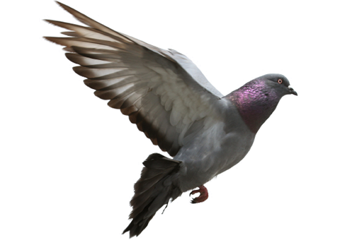 Pigeon Transparent PNG Image
