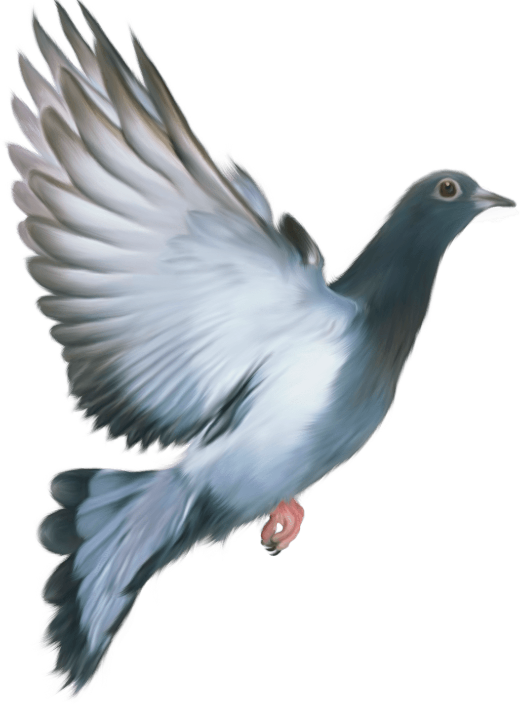 Pigeon Transparent PNG Image