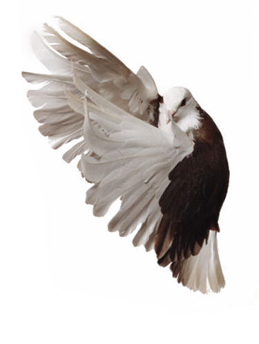 Pigeon Transparent PNG Image