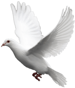 White Flying Pigeon Transparent PNG Image