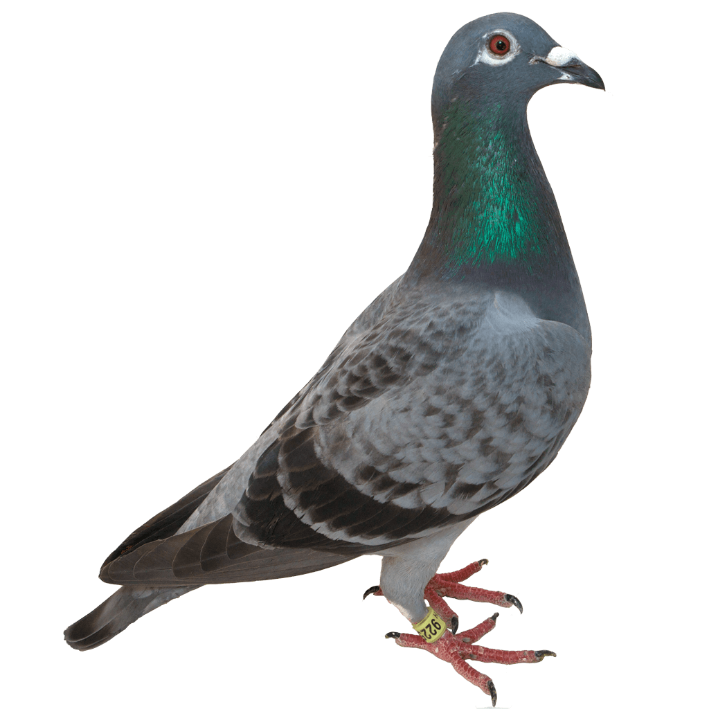 Pigeon Transparent PNG Image