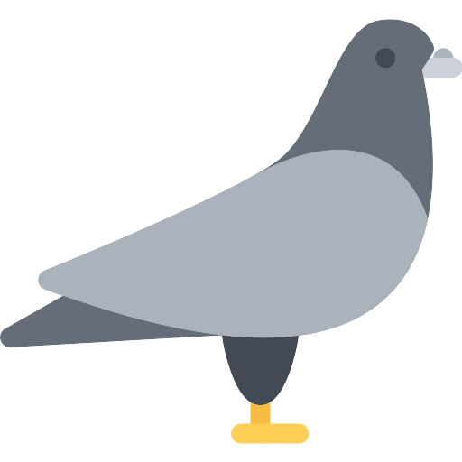 Columbidae Pigeon Transparent PNG Image