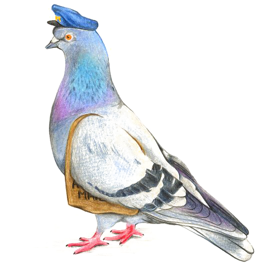 Columbidae Pigeon Transparent PNG Image