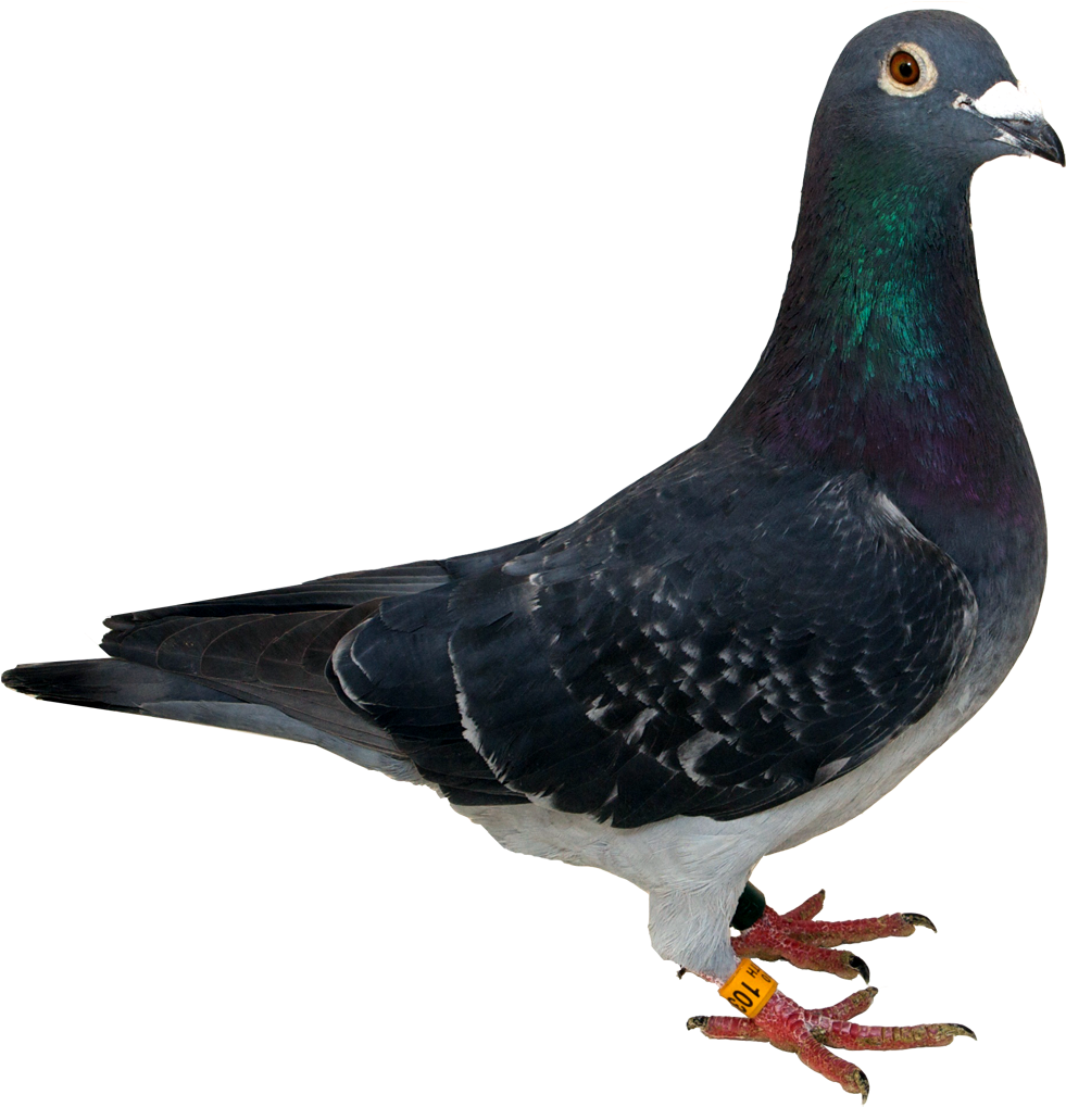 Columbidae Pigeon Transparent PNG Image