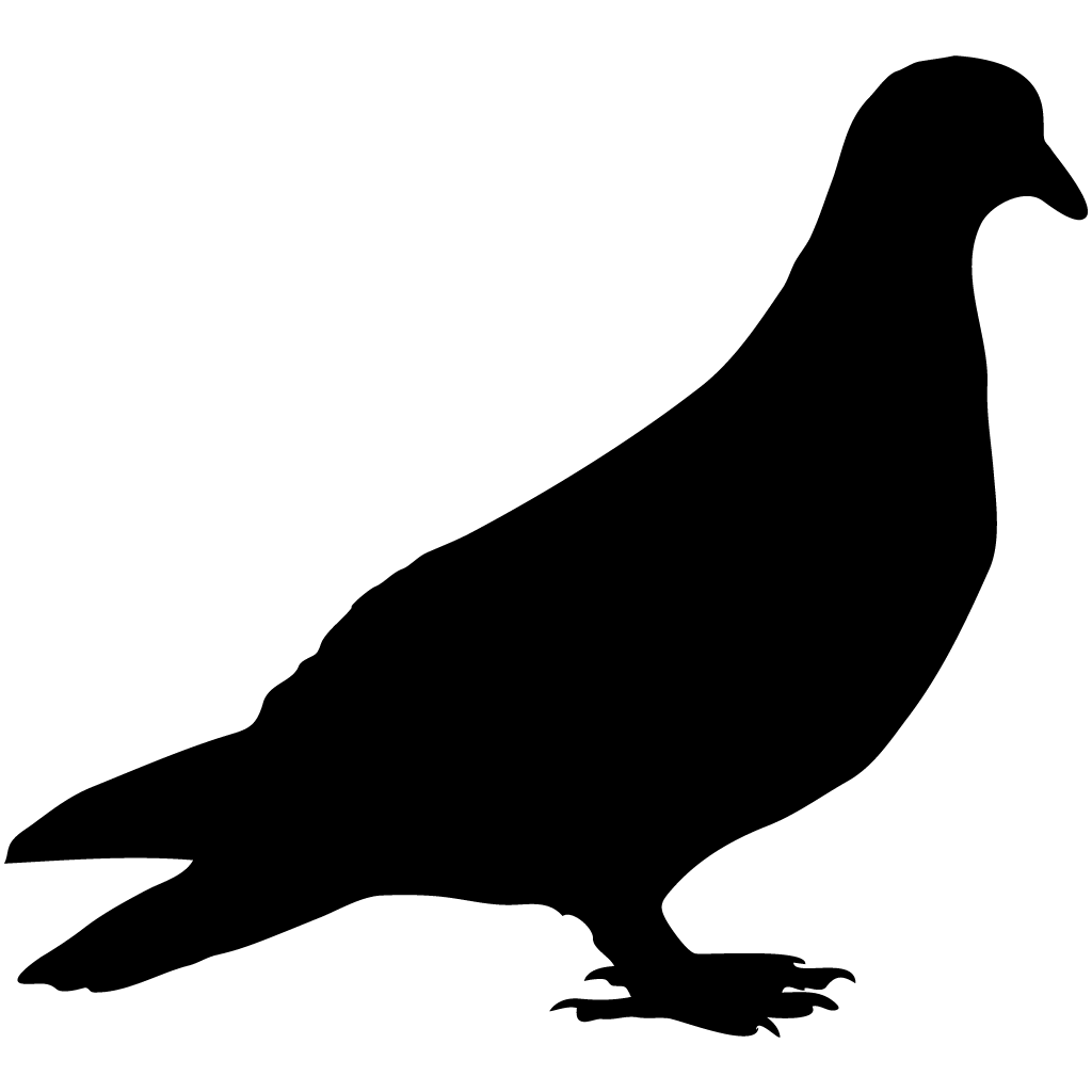 Columbidae Pigeon Transparent PNG Image