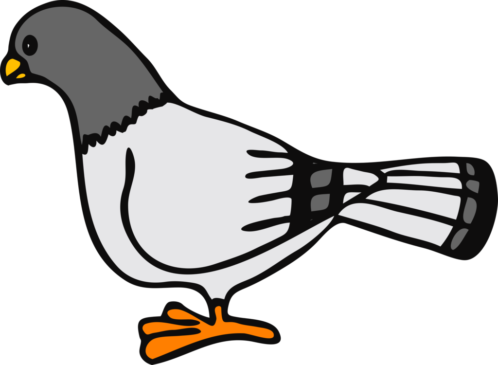 Columbidae Pigeon Transparent PNG Image