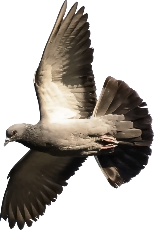 Columbidae Pigeon Transparent PNG Image