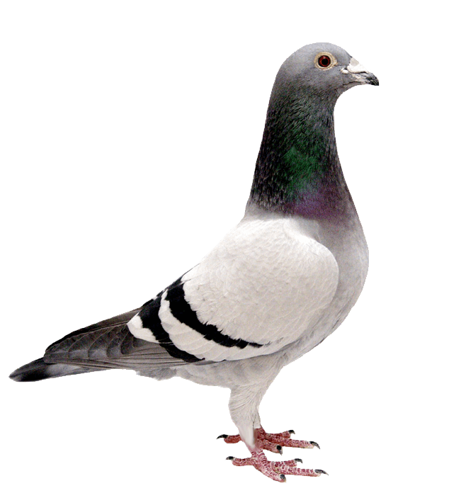 Columbidae Pigeon Domestic Transparent PNG Image