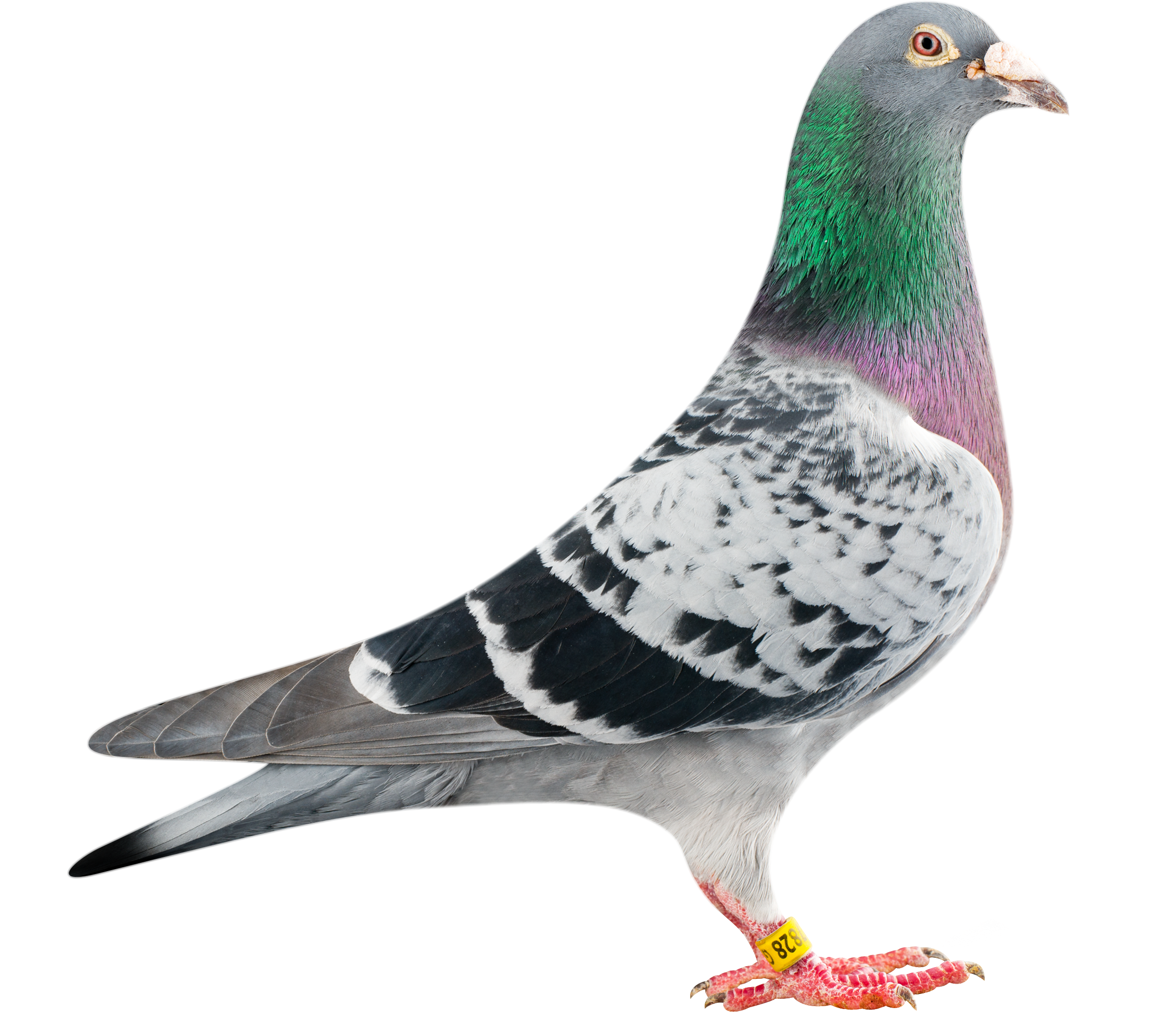 Columbidae Pigeon Domestic Transparent PNG Image