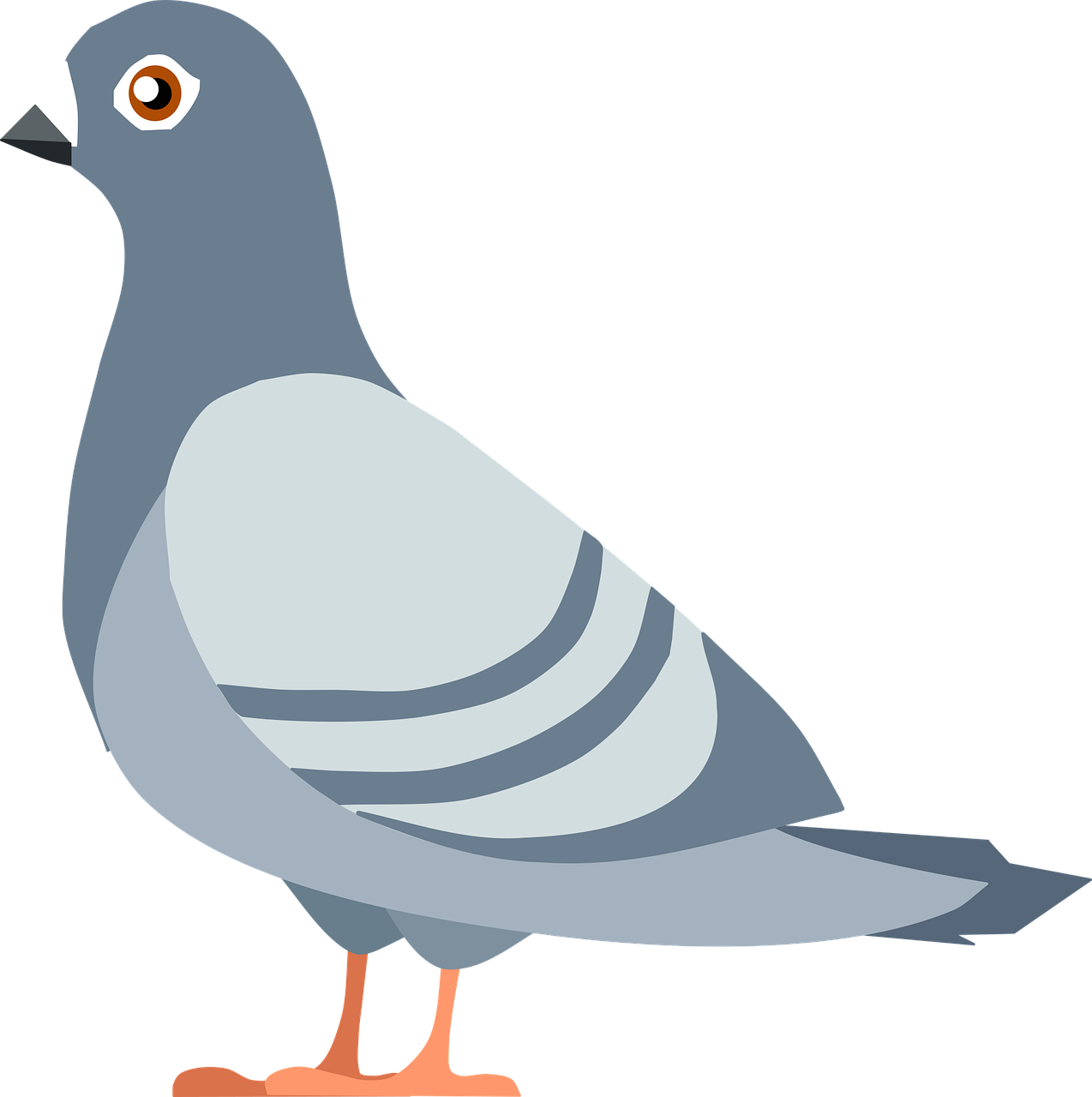Columbidae Pigeon Domestic Transparent PNG Image