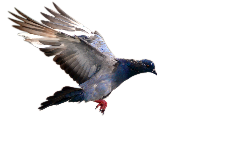 Columbidae Pigeon Domestic Transparent PNG Image