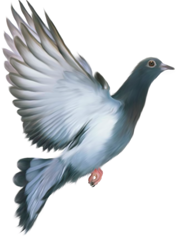 Columbidae Pigeon Domestic Transparent PNG Image