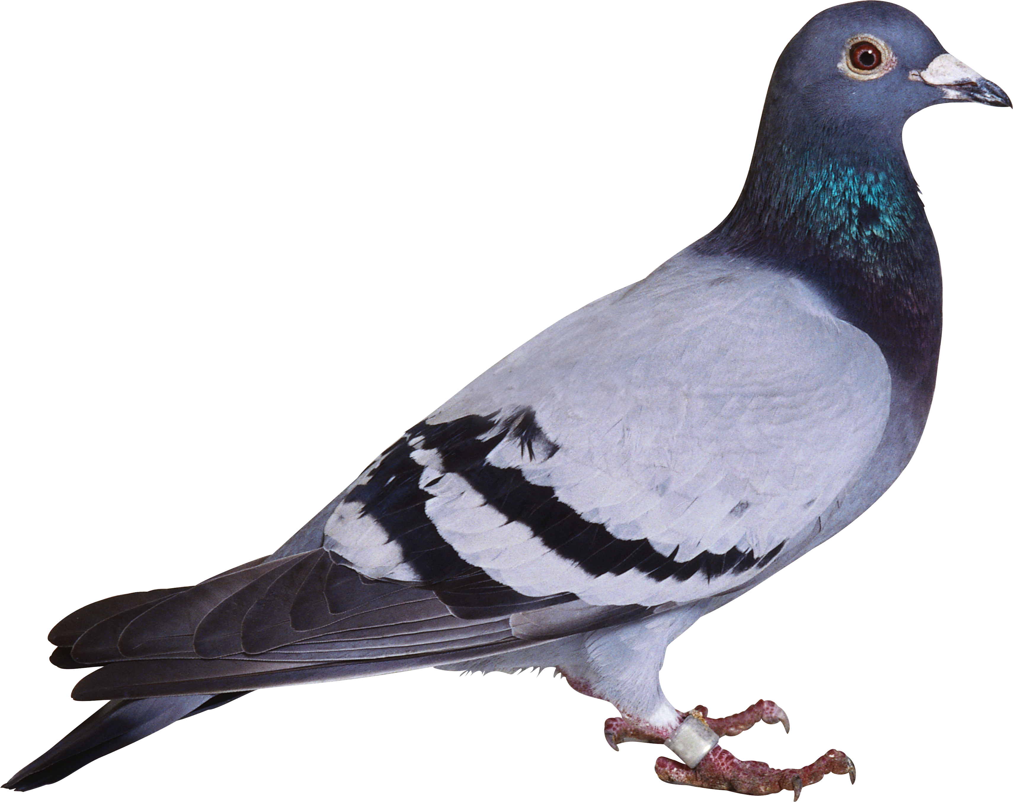 Pic Columbidae Pigeon Domestic Transparent PNG Image
