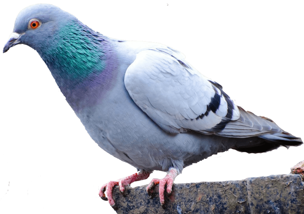 Columbidae Pigeon Domestic Transparent PNG Image