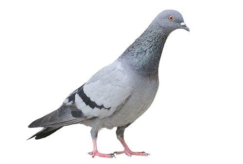Columbidae Pigeon Domestic Transparent PNG Image