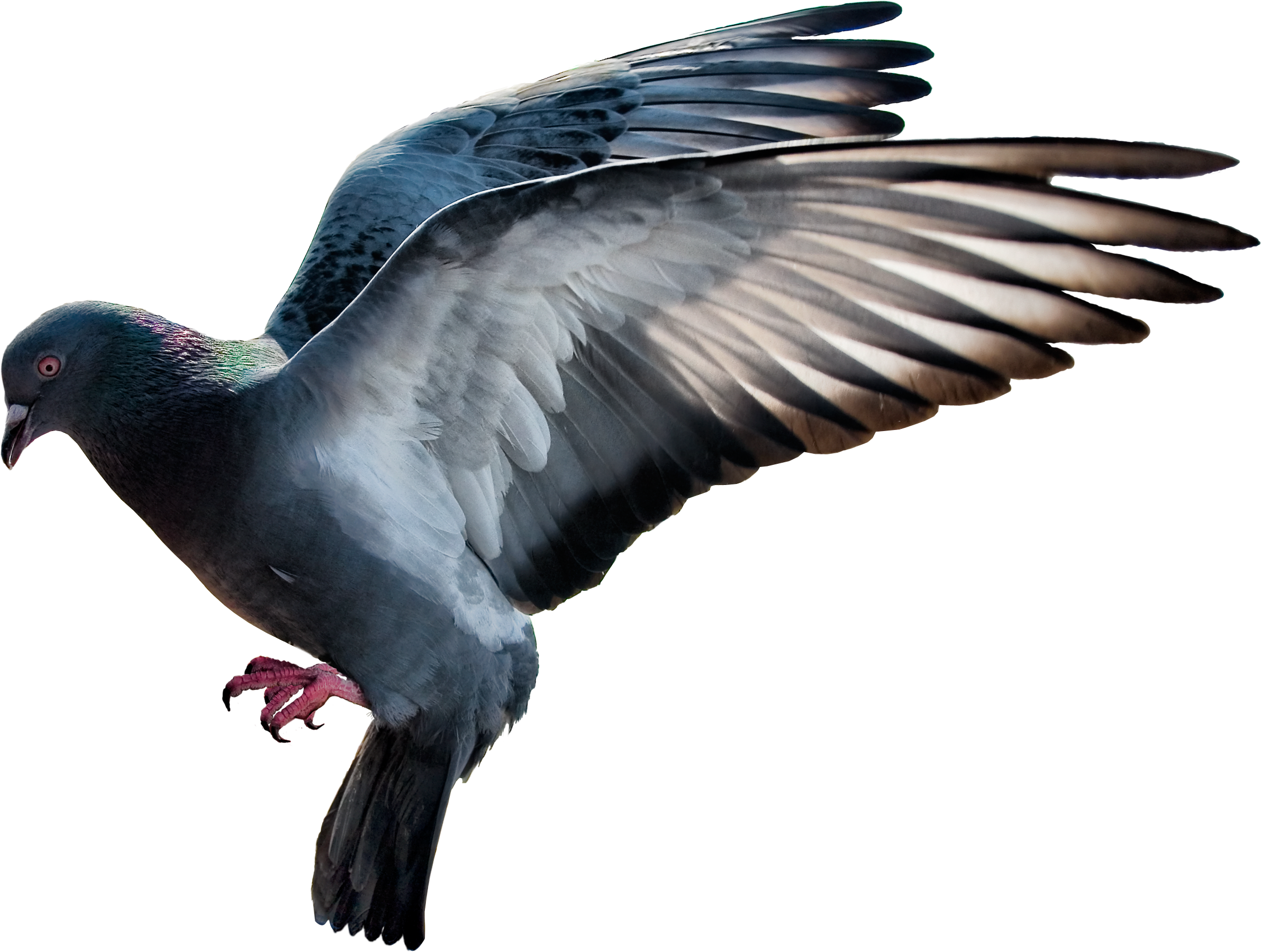 Columbidae Pigeon Domestic Transparent PNG Image