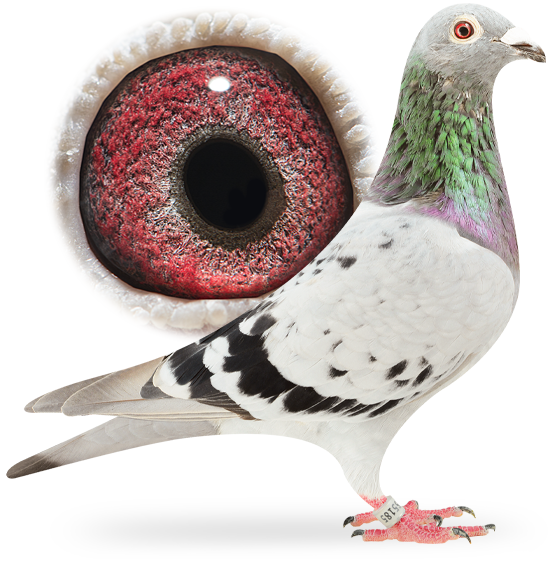 Columbidae Pigeon Domestic Transparent PNG Image