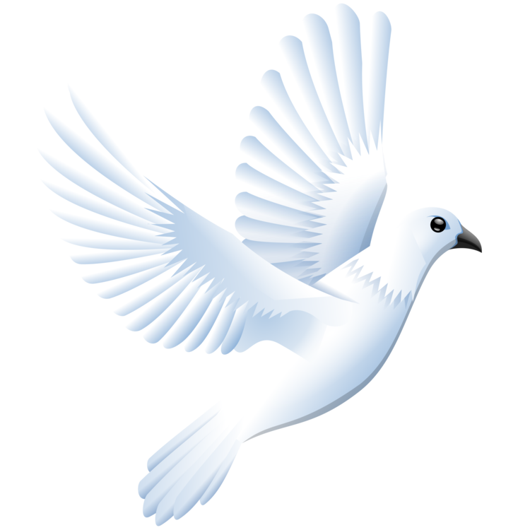 Columbidae White Pigeon Transparent PNG Image