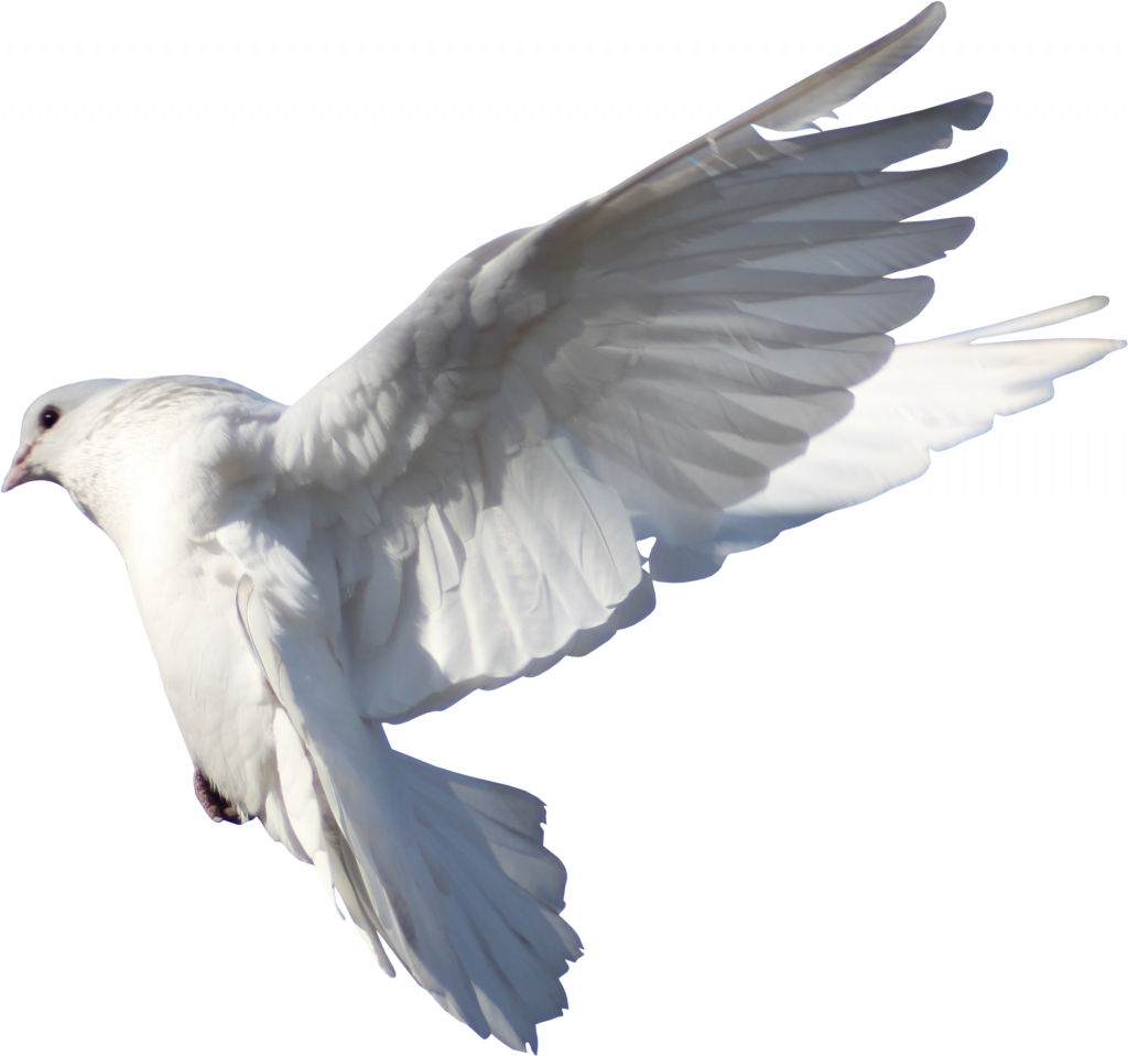 Columbidae White Pigeon Transparent PNG Image