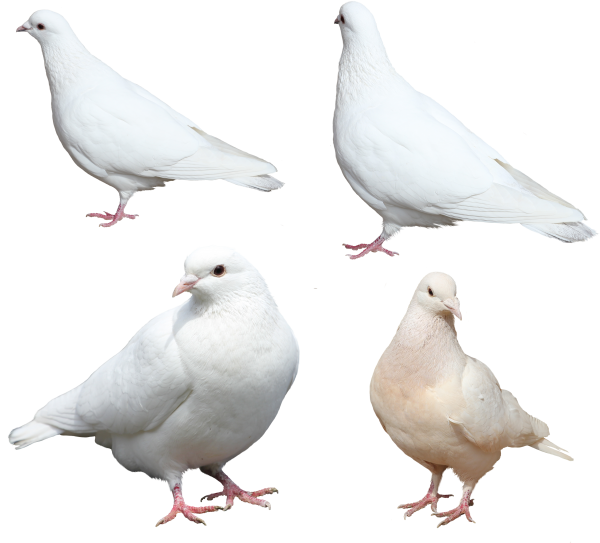 Columbidae White Pigeon Transparent PNG Image