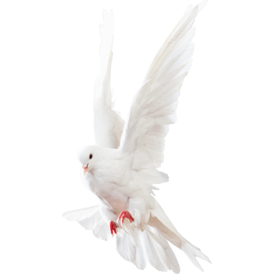 Columbidae White Pigeon Transparent PNG Image